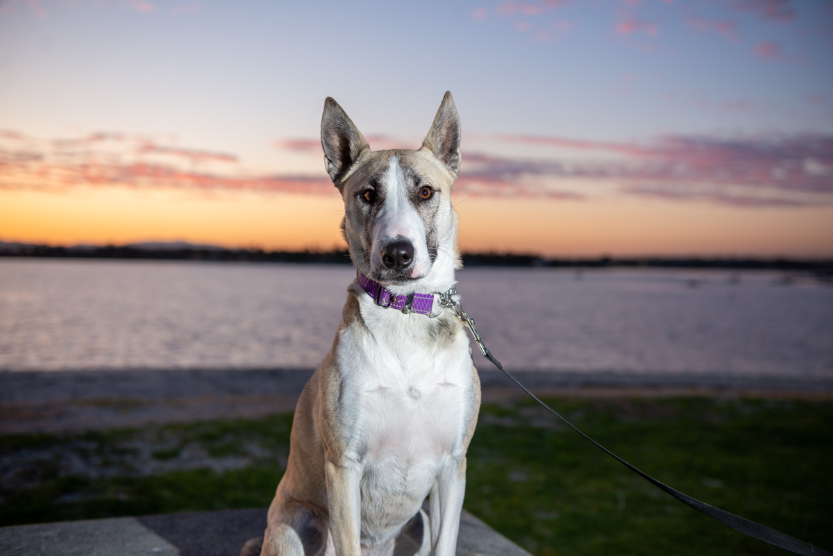Rosie Dog